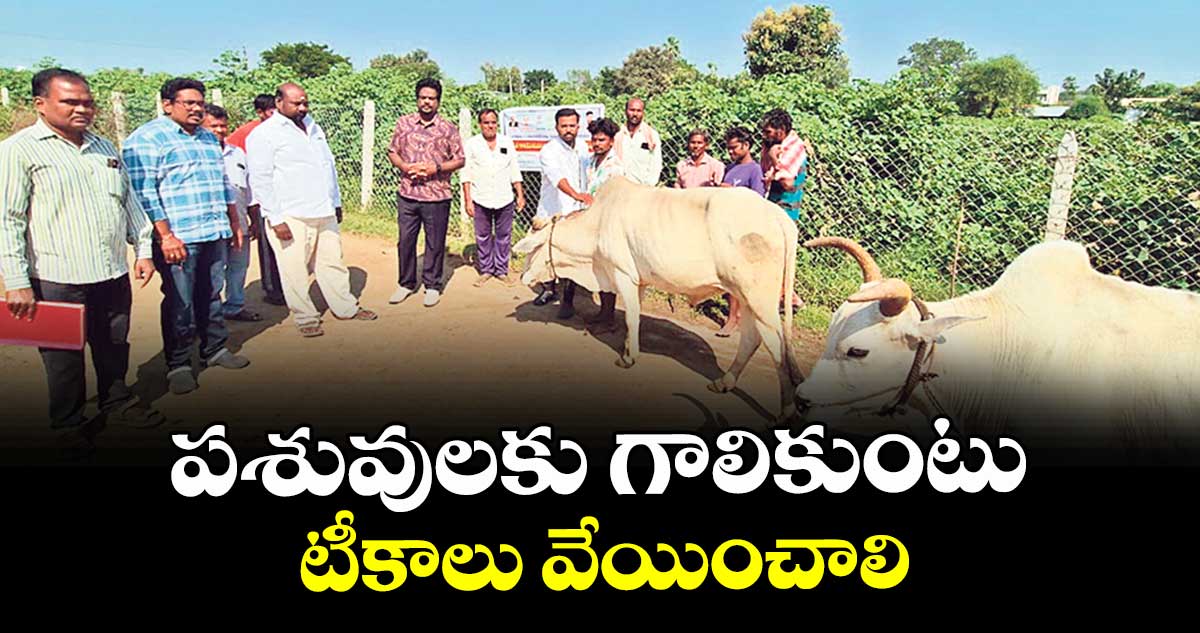 పశువులకు గాలికుంటు టీకాలు వేయించాలి : పశువైద్యాధికారి సురేశ్