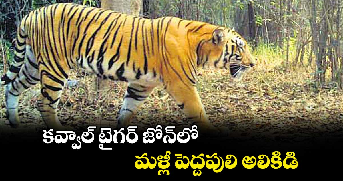 కవ్వాల్‌‌ టైగర్‌‌ జోన్‌‌లో మళ్లీ పెద్దపులి అలికిడి..