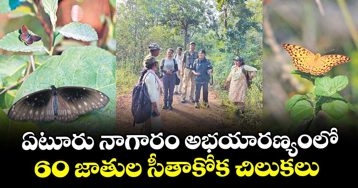 ఏటూరు నాగారం అభయారణ్యంలో 60 జాతుల సీతాకోక చిలుకలు 