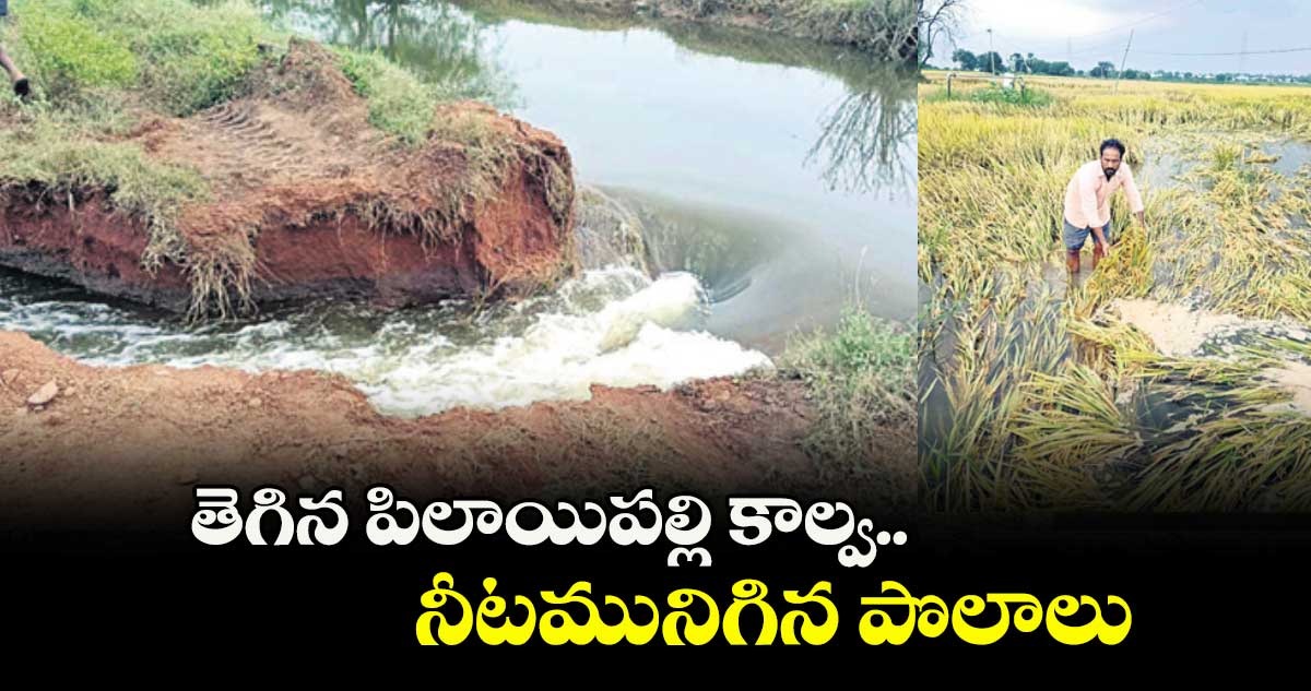 తెగిన పిలాయిపల్లి కాల్వ.. నీటమునిగిన పొలాలు