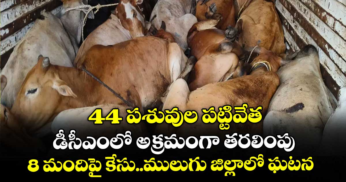  44 పశువుల పట్టివేత..  డీసీఎంలో అక్రమంగా తరలింపు..  8 మందిపై కేసు..ములుగు జిల్లాలో ఘటన