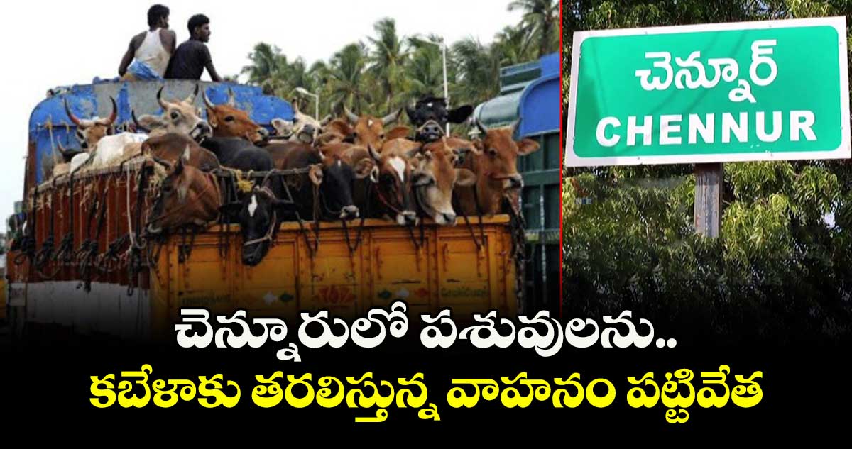 చెన్నూరులో పశువులను కబేళాకు తరలిస్తున్న వాహనం పట్టివేత