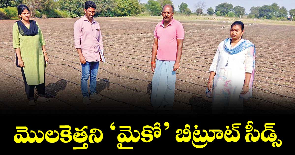 మొలకెత్తని ‘మైకో’ బీట్రూట్ సీడ్స్మొలకెత్తని ‘మైకో’ బీట్రూట్ సీడ్స్