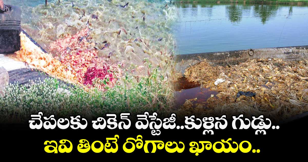 చేపలకు చికెన్‌‌ వేస్టేజీ..కుళ్లిన గుడ్లు.. ఇవి తింటే రోగాలు ఖాయం.. 