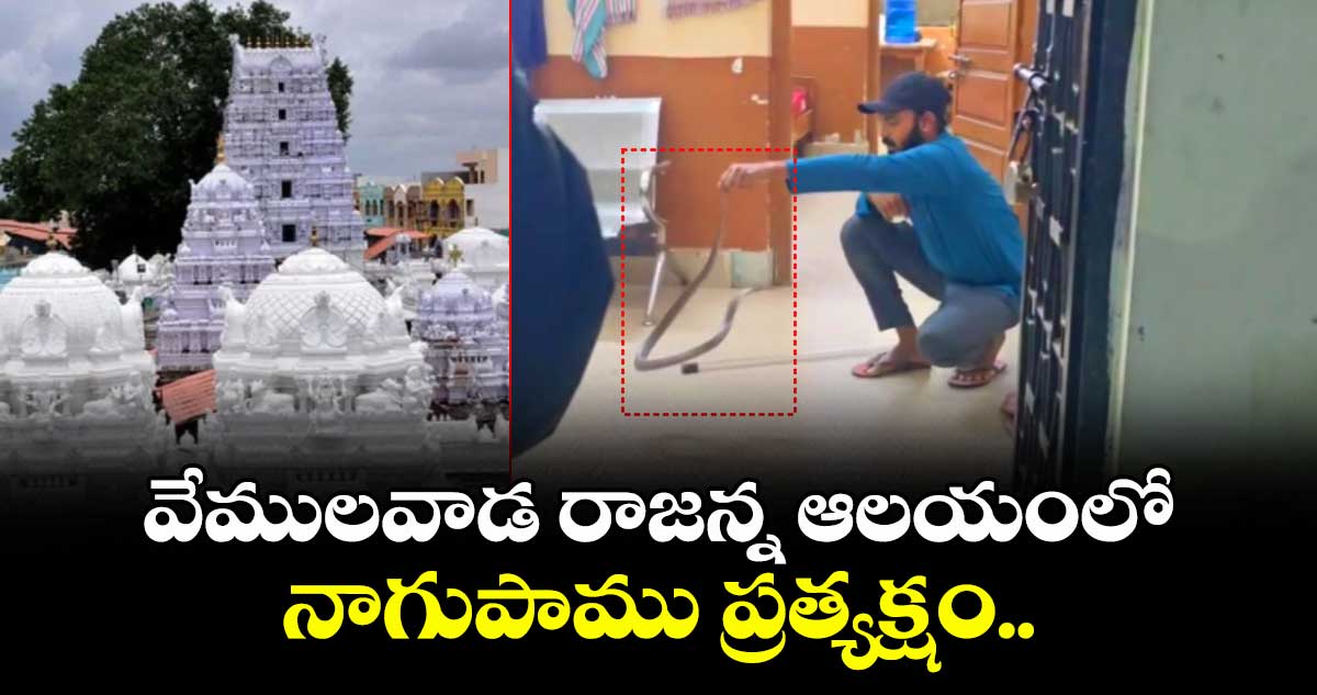 వేముల వాడ రాజన్న ఆలయంలో నాగుపాము ప్రత్యక్షం.. 