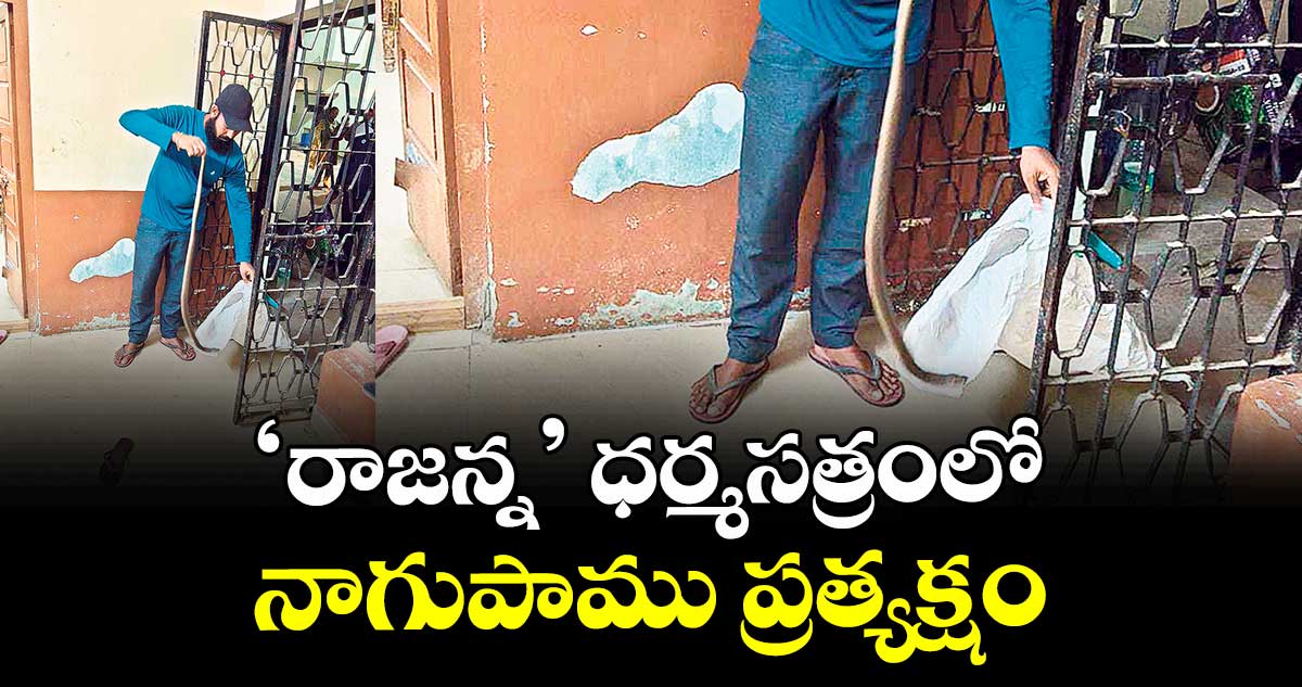‘రాజన్న’ ధర్మసత్రంలో నాగుపాము ప్రత్యక్షం 