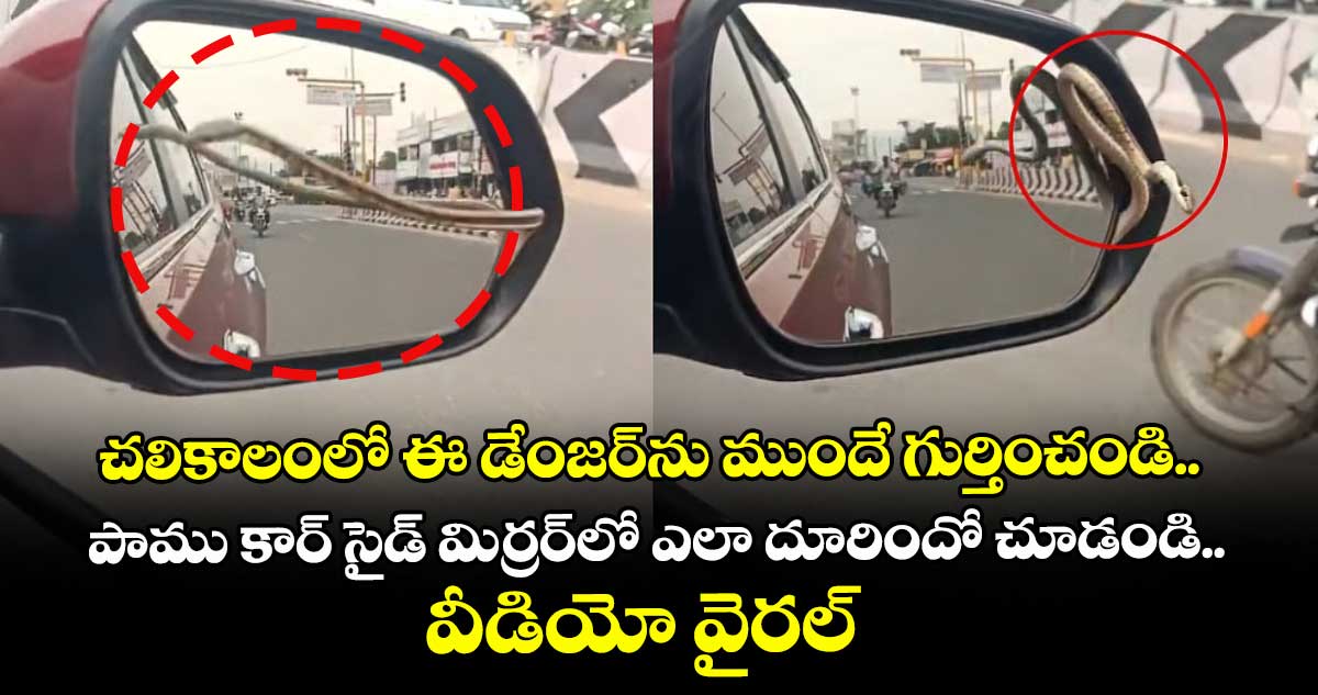 చలికాలంలో ఈ డేంజర్⁭ను ముందే గుర్తించండి.. పాము కార్ సైడ్ మిర్రర్⁭లో ఎలా దూరిందో చూడండి.. వీడియో వైరల్