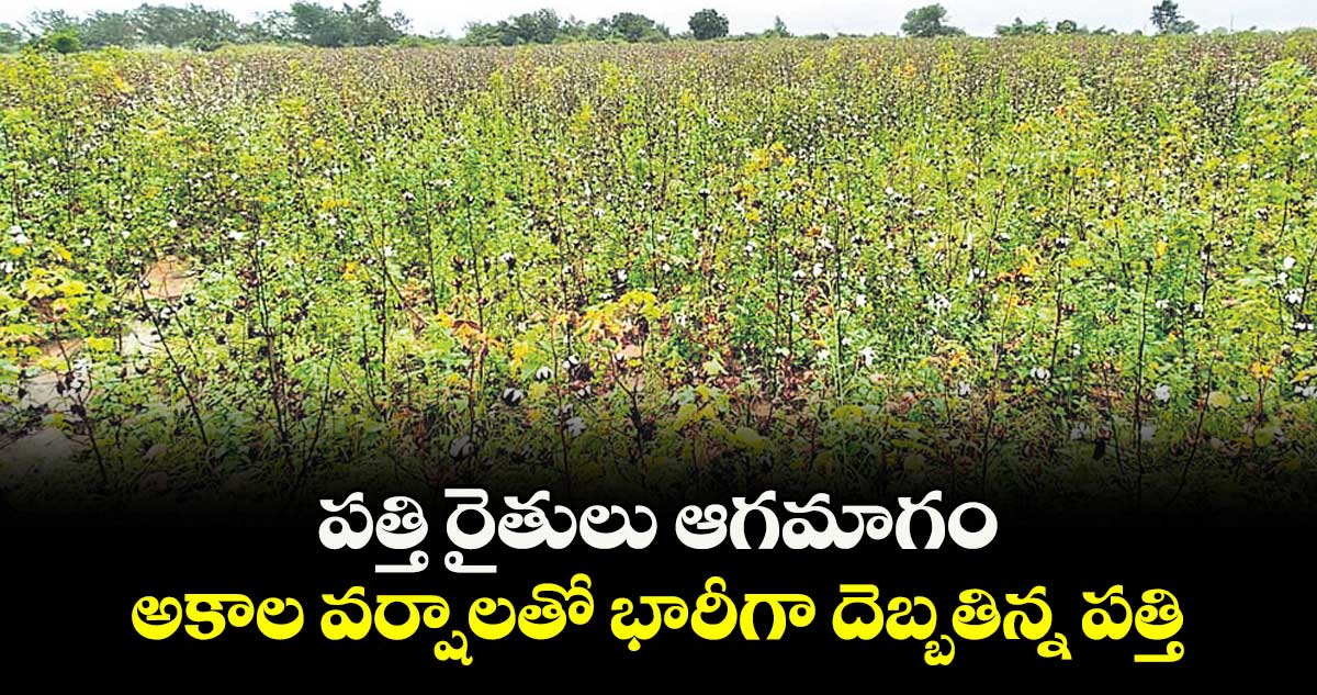 పత్తి రైతులు ఆగమాగం.. అకాల వర్షాలతో భారీగా దెబ్బతిన్న పత్తి 