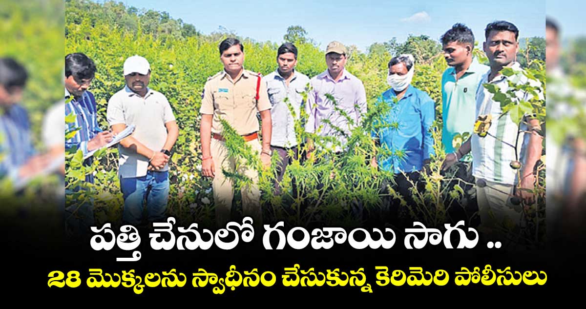 పత్తి చేనులో గంజాయి సాగు ..28 మొక్కలను స్వాధీనం చేసుకున్న కెరిమెరి పోలీసులు