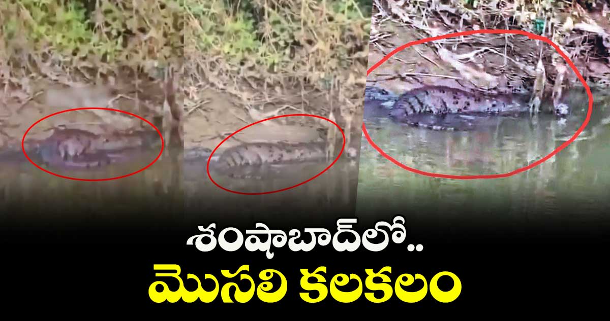 శంషాబాద్లో మొసలి కలకలం