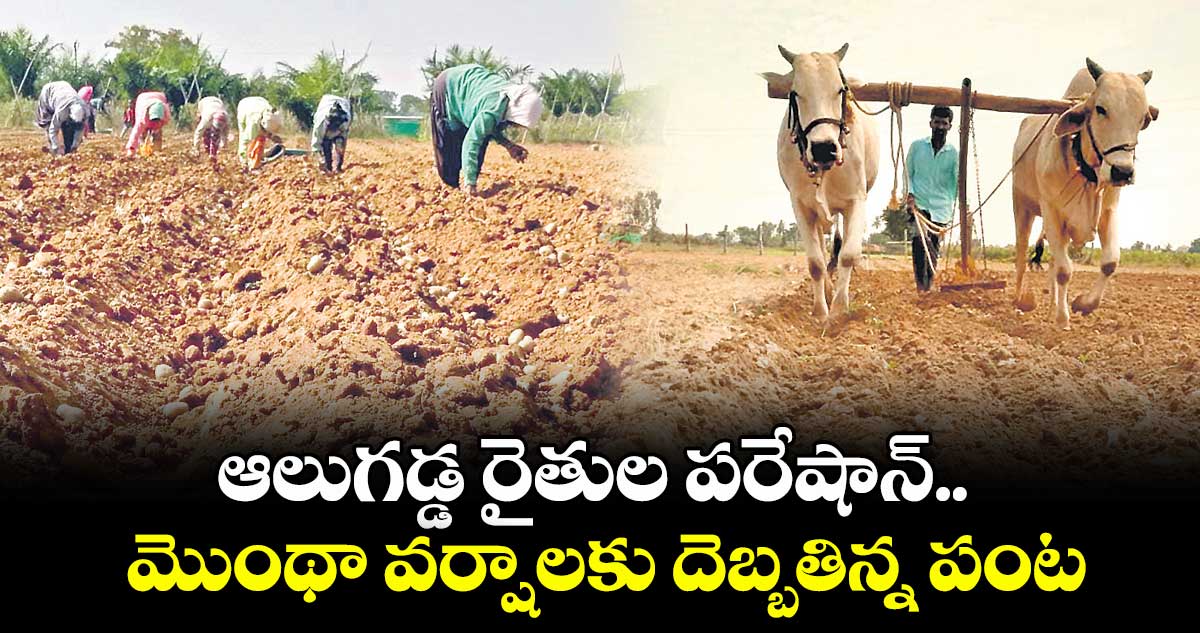 ఆలుగడ్డ రైతుల పరేషాన్.. మొంథా వర్షాలకు దెబ్బతిన్న పంట