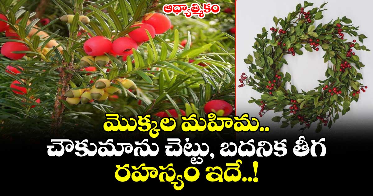 ఆధ్యాత్మికం:  మొక్కల మహిమ.... చౌకుమాను చెట్టు, బదనిక తీగ  రహస్యం ఇదే..!