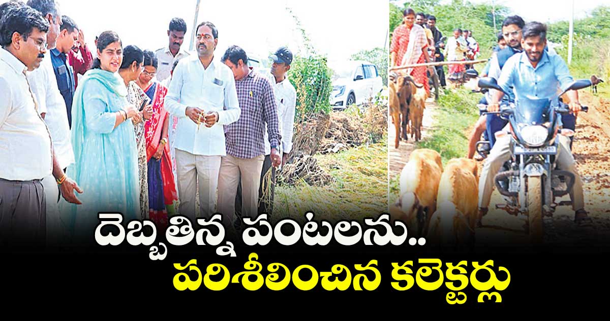  దెబ్బతిన్న పంటలను పరిశీలించిన కలెక్టర్లు