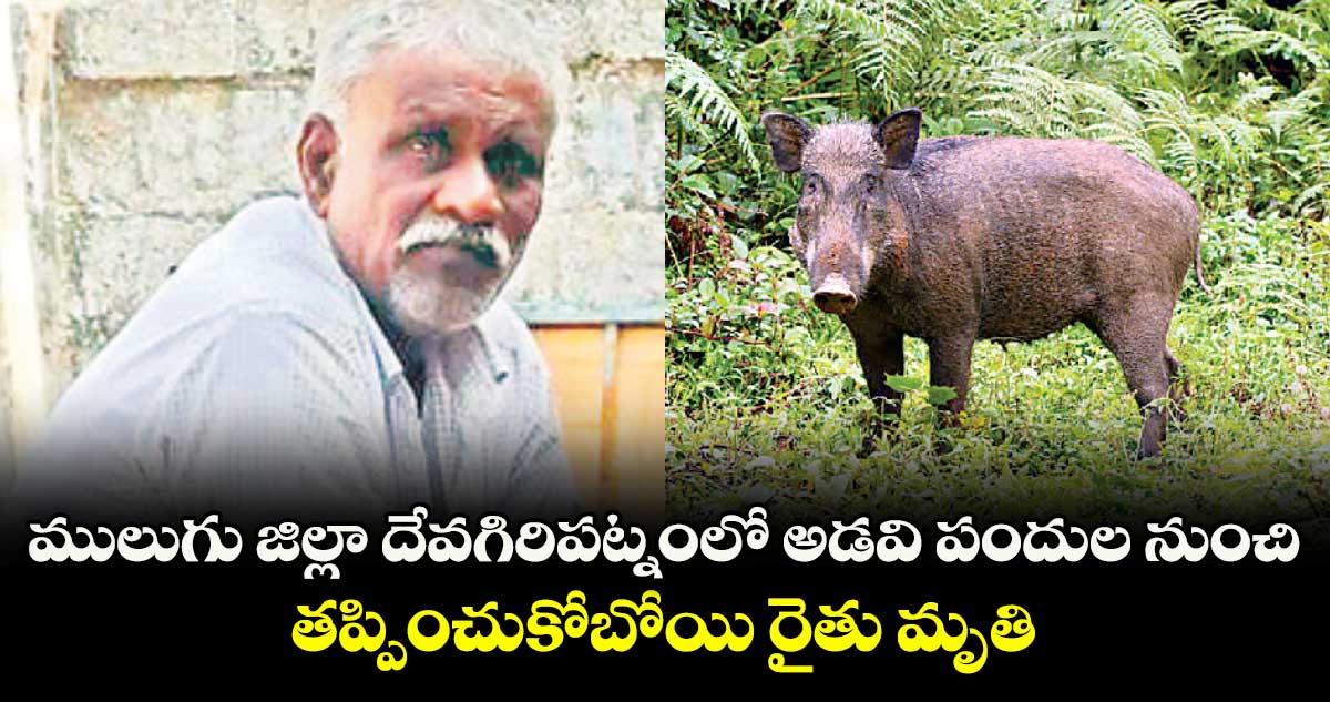 ములుగు జిల్లా దేవగిరిపట్నంలో అడవి పందుల నుంచి..తప్పించుకోబోయి రైతు మృతి