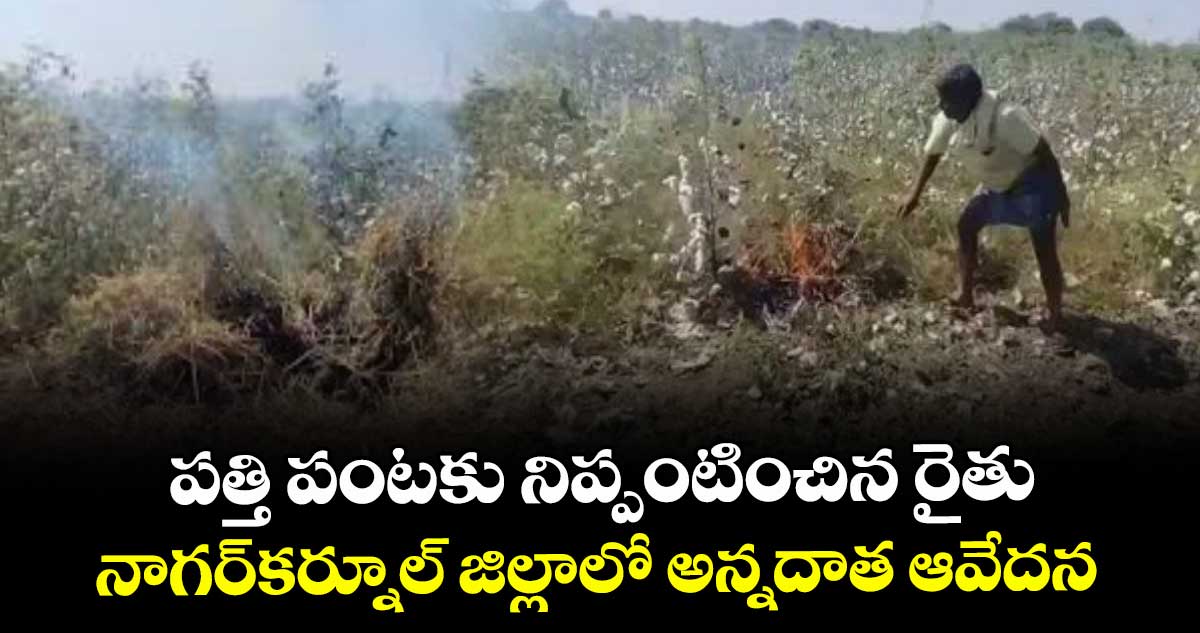 పత్తి పంటకు నిప్పంటించిన రైతు..నాగర్‌‌కర్నూల్‌‌ జిల్లాలో అన్నదాత ఆవేదన