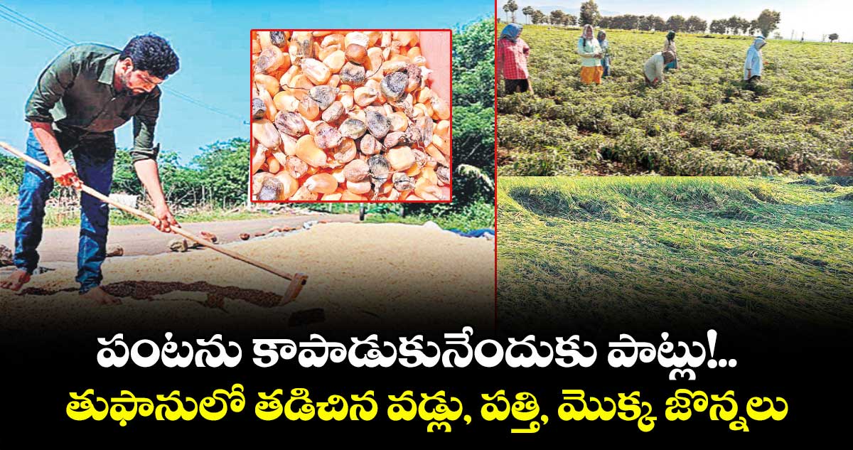 పంటను కాపాడుకునేందుకు పాట్లు!..తుఫానులో తడిచిన వడ్లు, పత్తి, మొక్క జొన్నలు