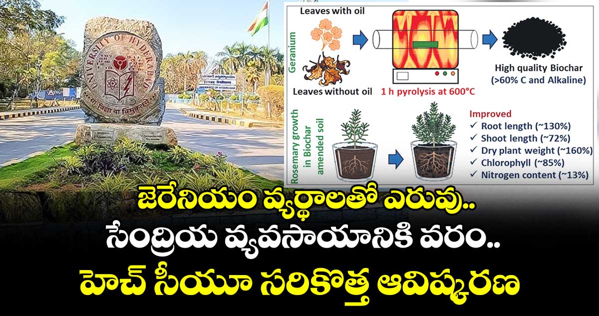 జెరేనియం వ్యర్థాలతో ఎరువు..సేంద్రియ వ్యవసాయానికి వరం..హెచ్ సీయూ సరికొత్త ఆవిష్కరణ