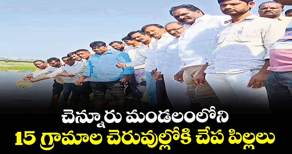  చెన్నూరు మండలంలోని15 గ్రామాల చెరువుల్లోకి చేప పిల్లలు