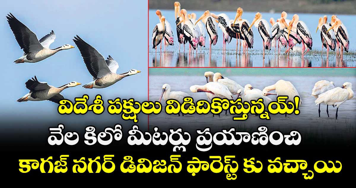 విదేశీ పక్షులు విడిదికొస్తున్నయ్! వేల కిలో మీటర్లు ప్రయాణించి కాగజ్ నగర్ డివిజన్ ఫారెస్ట్ కు వచ్చాయి.