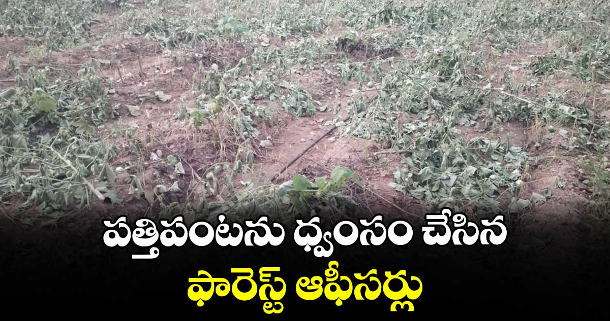 పత్తిపంటను  ధ్వంసం చేసిన ఫారెస్ట్ ఆఫీసర్లు