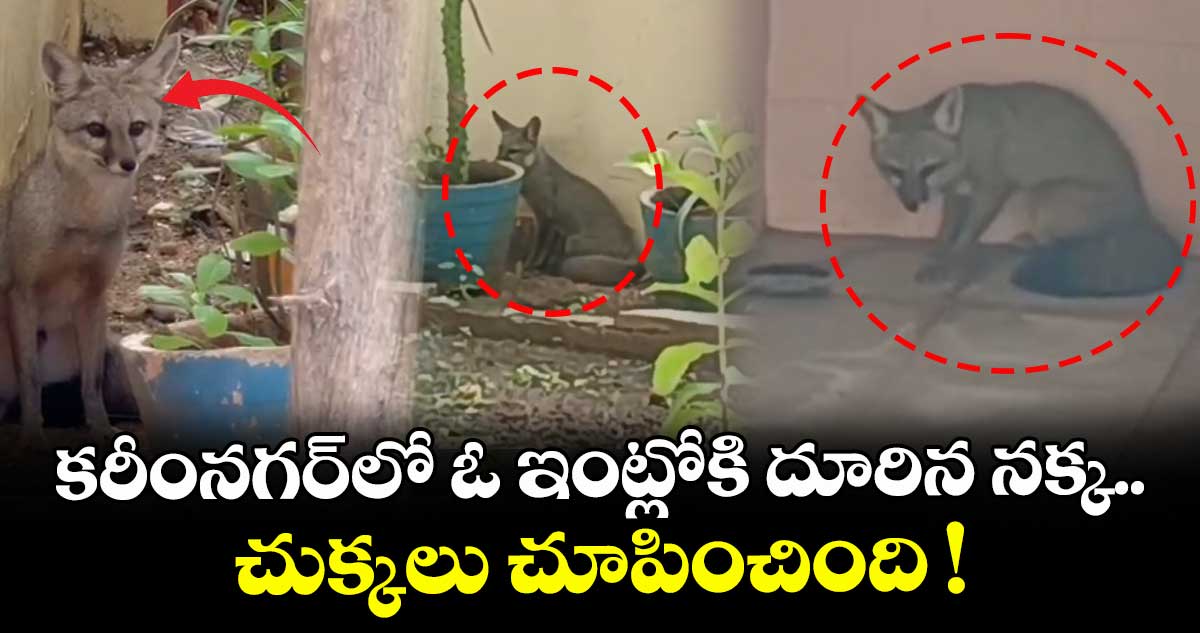 కరీంనగర్⁬లో ఓ ఇంట్లోకి దూరిన నక్క.. చుక్కలు చూపించింది !