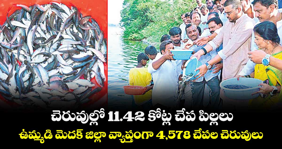చెరువుల్లో 11.42 కోట్ల చేప పిల్లలు..  ఉమ్మడి మెదక్ జిల్లా వ్యాప్తంగా 4,578 చేపల చెరువులు 