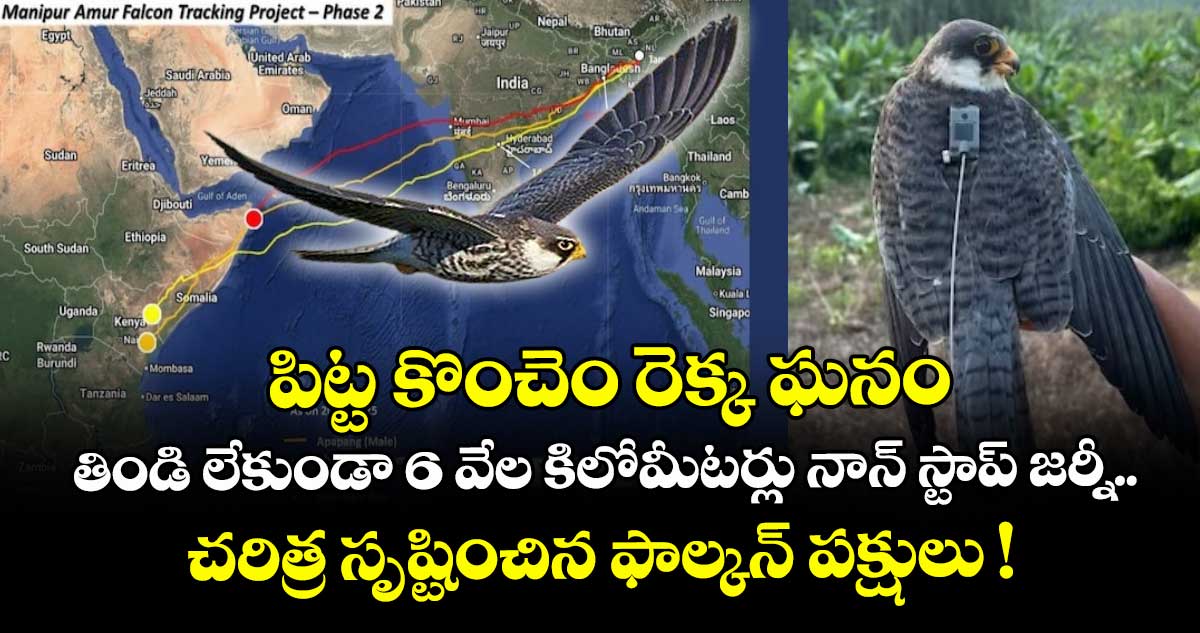 పిట్ట కొంచెం రెక్క ఘనం..  తిండి లేకుండా 6 వేల కిలోమీటర్లు నాన్ స్టాప్ జర్నీ.. చరిత్ర సృష్టించిన ఫాల్కన్ పక్షులు !