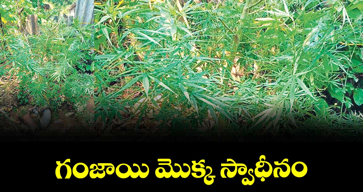 గంజాయి మొక్క స్వాధీనం 