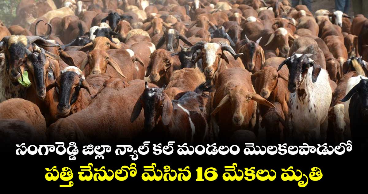 సంగారెడ్డి జిల్లా న్యాల్ క‌ల్ మండ‌లం మొల‌క‌ల‌పాడులో ప‌త్తి చేనులో మేసిన 16 మేక‌లు మృతి