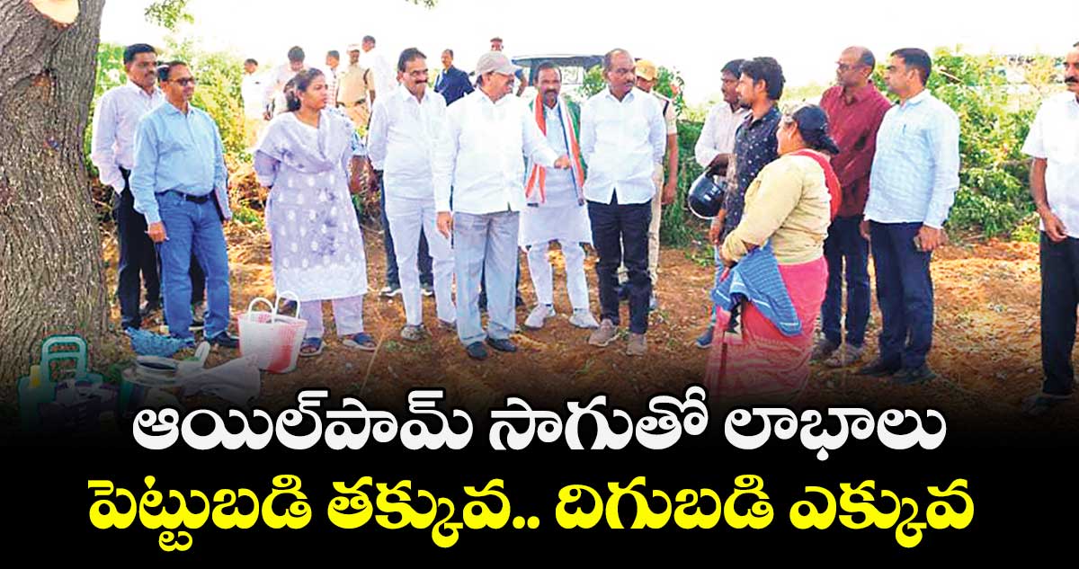 ఆయిల్‌‌పామ్ సాగుతో లాభాలు .. పెట్టుబడి తక్కువ.. దిగుబడి ఎక్కువ..