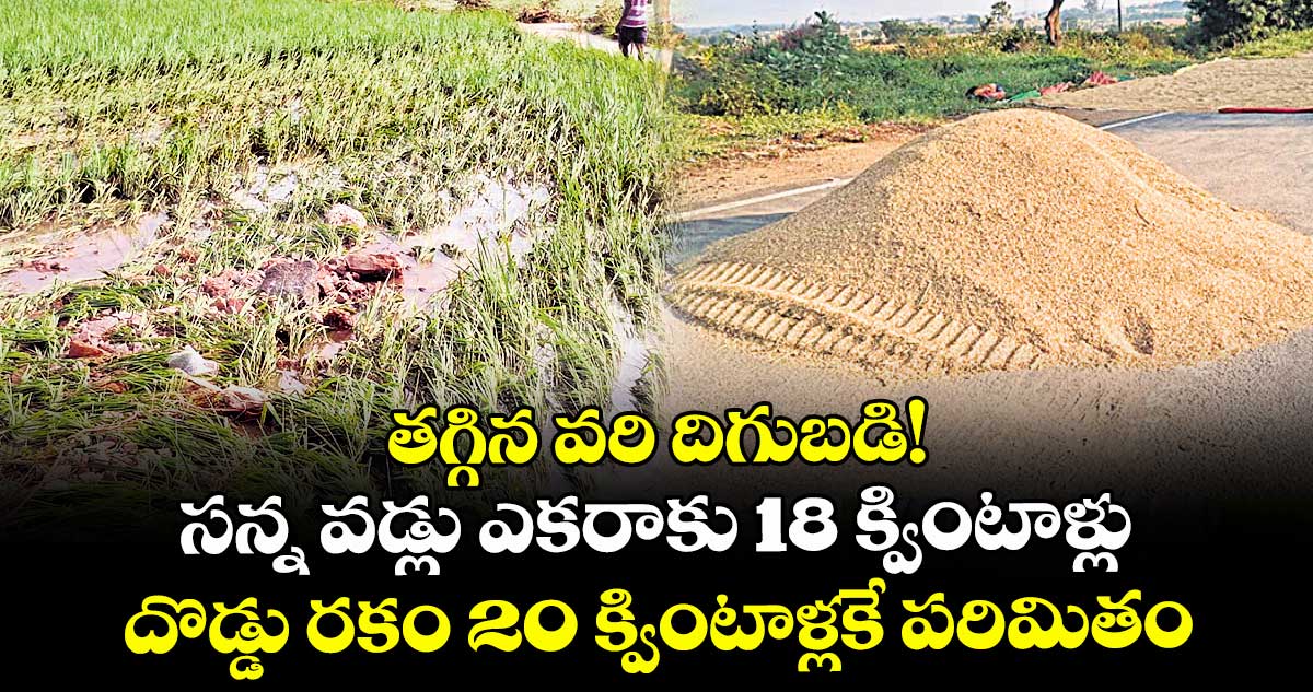 తగ్గిన వరి దిగుబడి!..  సన్న వడ్లు ఎకరాకు 18 క్వింటాళ్లు, దొడ్డు రకం 20 క్వింటాళ్లకే పరిమితం