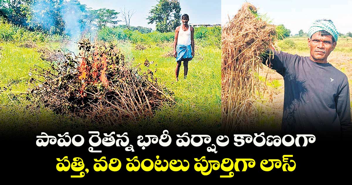  పాపం రైతన్న భారీ వర్షాల కారణంగా పత్తి, వరి పంటలు పూర్తిగా లాస్