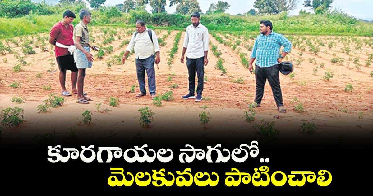 కూరగాయల సాగులో  మెలకువలు పాటించాలి :  వెంకటేశం