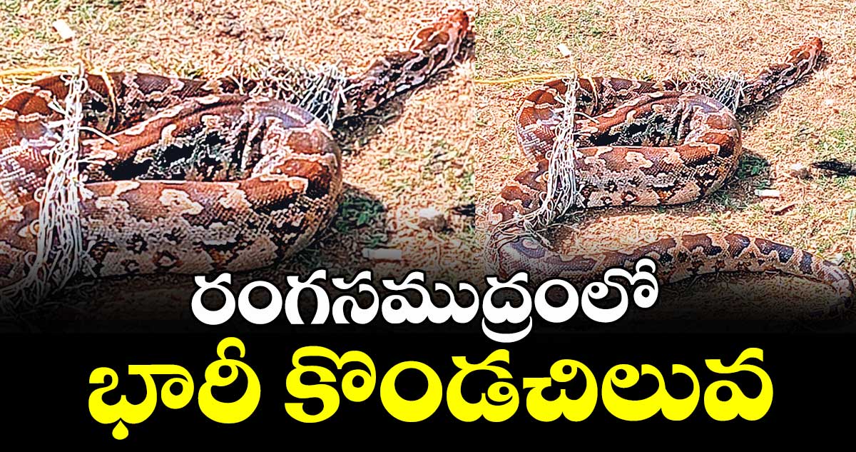 రంగసముద్రంలో భారీ కొండచిలువ