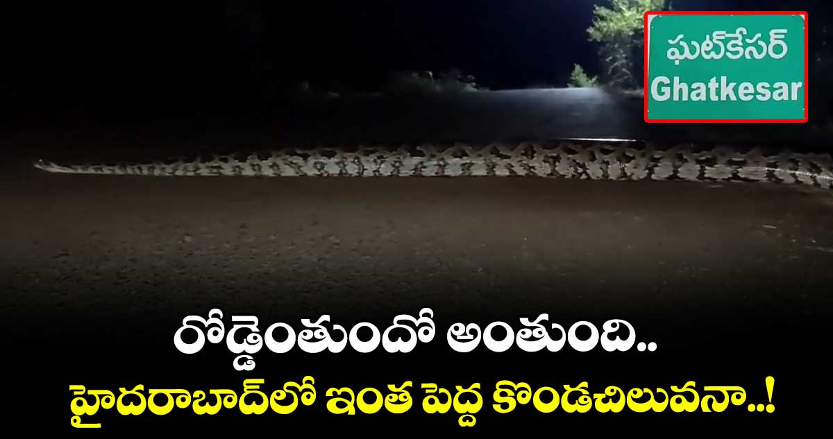 రోడ్డెంతుందో అంతుంది.. హైదరాబాద్⁭లో ఇంత పెద్ద కొండచిలువనా..!