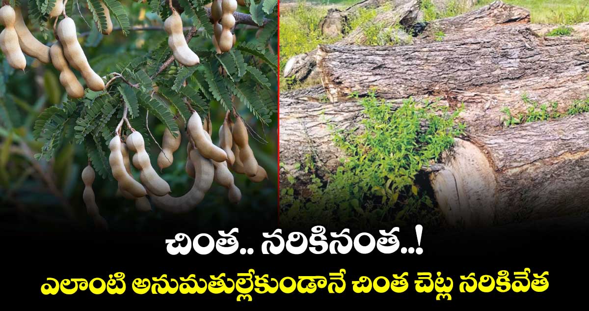 చింత.. నరికినంత..! ఎలాంటి అనుమతుల్లేకుండానే చింత చెట్ల నరికివేత