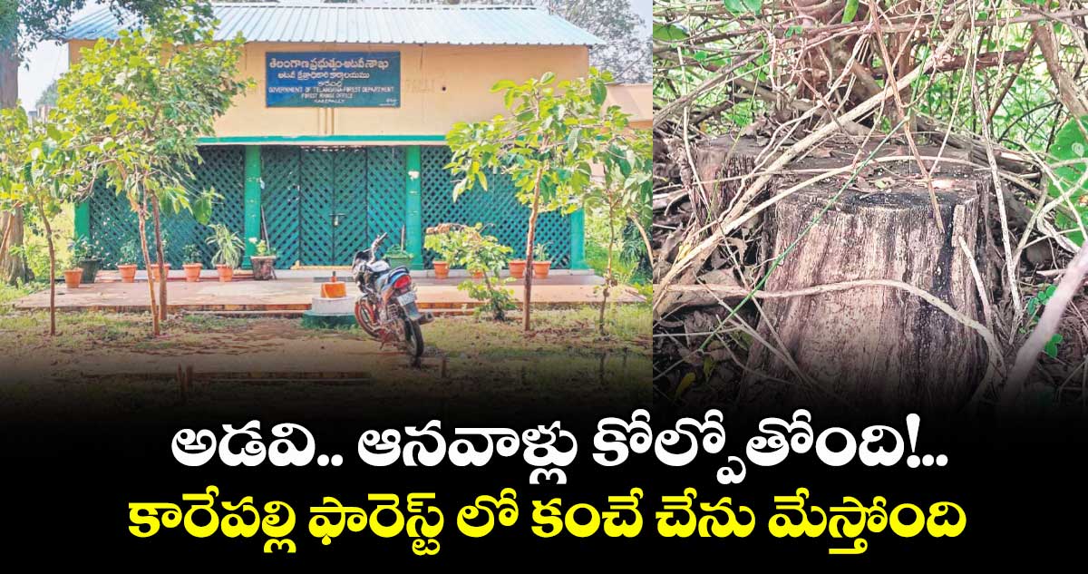 అడవి.. ఆనవాళ్లు కోల్పోతోంది!..కారేపల్లి ఫారెస్ట్ లో కంచే చేను మేస్తోంది