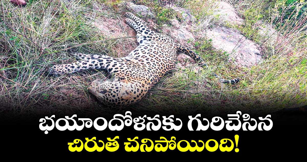 భయాందోళనకు గురిచేసిన చిరుత చనిపోయింది!