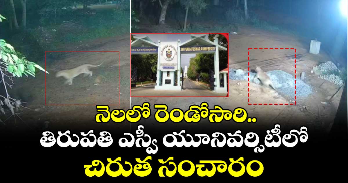 నెలలో రెండోసారి.. తిరుపతి ఎస్వీ యూనివర్సిటీలో చిరుత సంచారం