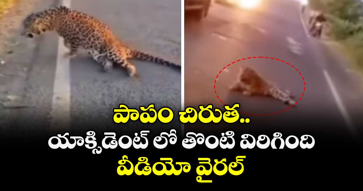 పాపం చిరుత..యాక్సిడెంట్ లో తొంటి విరిగింది..వీడియో వైరల్ 