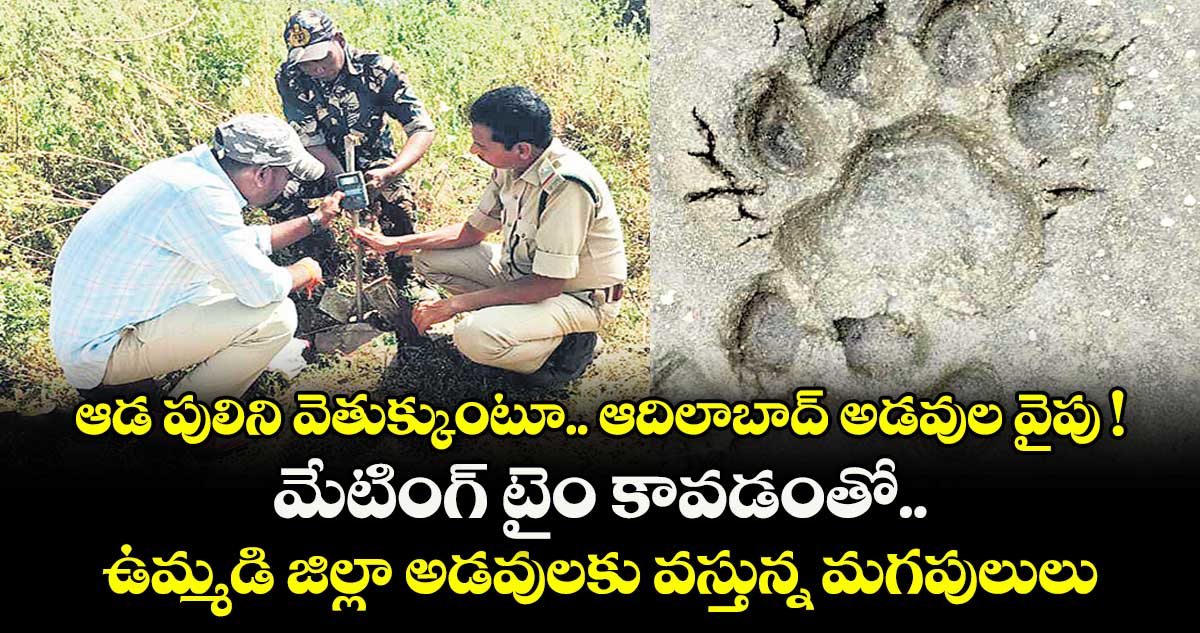 ఆడ పులిని వెతుక్కుంటూ.. ఆదిలాబాద్‌‌ అడవుల వైపు !..మేటింగ్‌‌ టైం కావడంతో ఉమ్మడి జిల్లా అడవులకు వస్తున్న మగపులులు