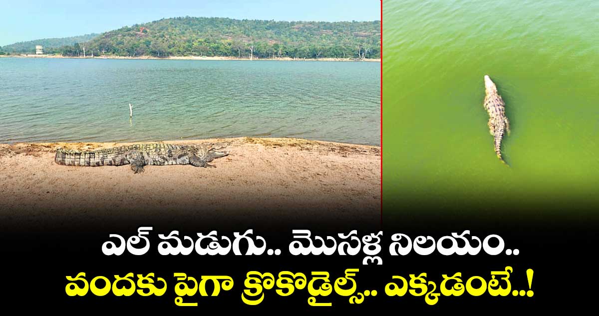 ఎల్ మడుగు.. మొసళ్ల నిలయం .. వందకు పైగా క్రొకొడైల్స్.. ఎక్కడంటే..!