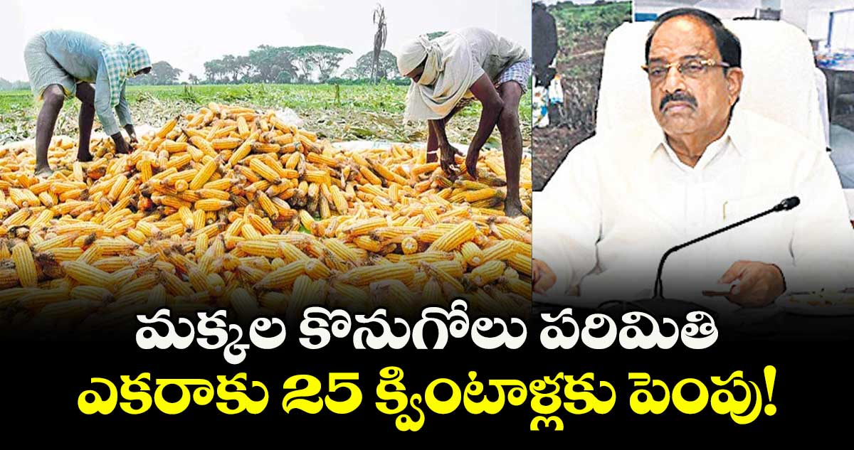  మక్కల కొనుగోలు పరిమితి.. ఎకరాకు 25 క్వింటాళ్లకు పెంపు!