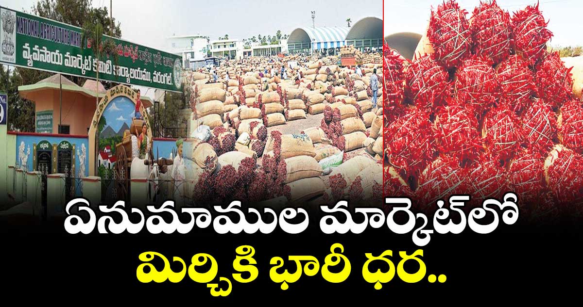 ఏనుమాముల మార్కెట్‌‌లో మిర్చికి భారీ ధర..  క్వింటాల్  ధర..  షార్క్‌‌ రకంరూ.15,111లు..టమాటా రకం రూ.30 వేలు
