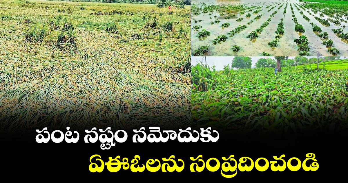 పంట నష్టం నమోదుకు ఏఈఓలను సంప్రదించండి