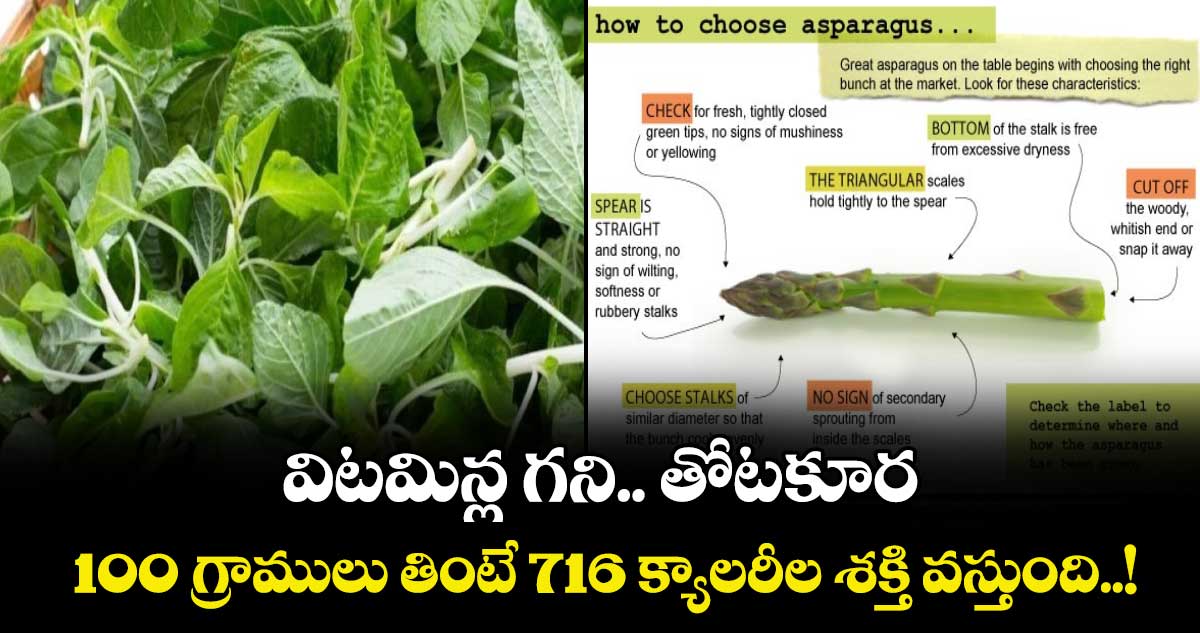 Good Health:  విటమిన్ల గని.. తోటకూర.. 100 గ్రాములు తింటే 716 క్యాలరీల శక్తి వస్తుంది..!