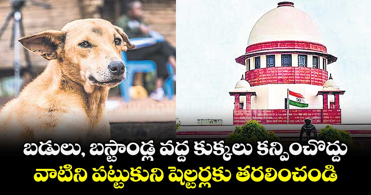 బడులు, బస్టాండ్ల వద్ద కుక్కలు కన్పించొద్దు.. వాటిని పట్టుకుని షెల్టర్లకు తరలించండి: సుప్రీం కోర్టు