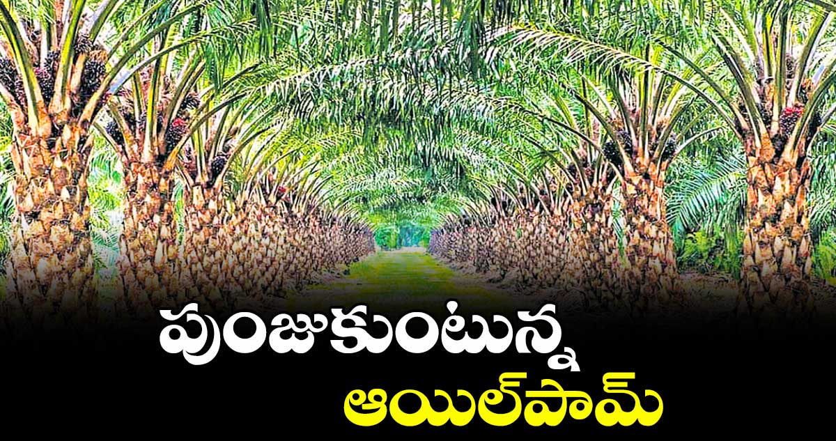 పుంజుకుంటున్న ఆయిల్ పామ్