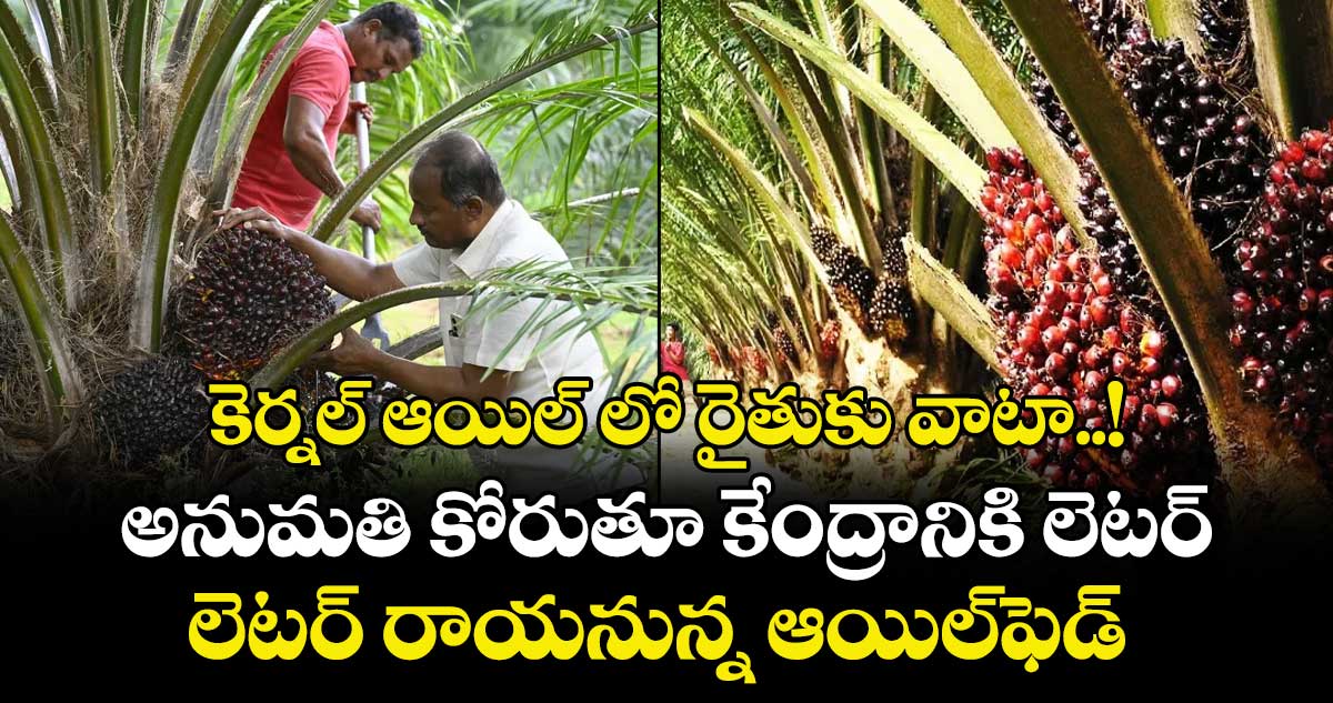కెర్నల్ ఆయిల్‌‌‌‌‌‌‌‌ లో రైతుకు వాటా..!..అనుమతి కోరుతూ కేంద్రానికి లెటర్ రాయనున్న  ఆయిల్‌‌‌‌‌‌‌‌ఫెడ్