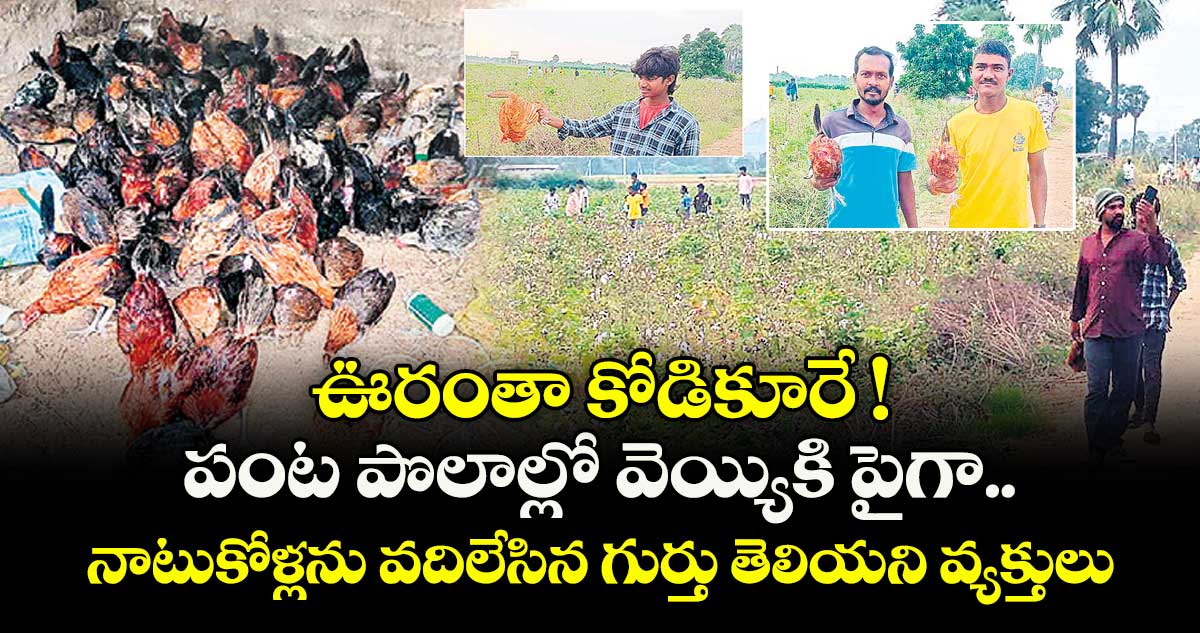 ఊరంతా కోడికూరే!.. పంట పొలాల్లో వెయ్యికి పైగా.. నాటుకోళ్లను వదిలేసిన గుర్తు తెలియని వ్యక్తులు